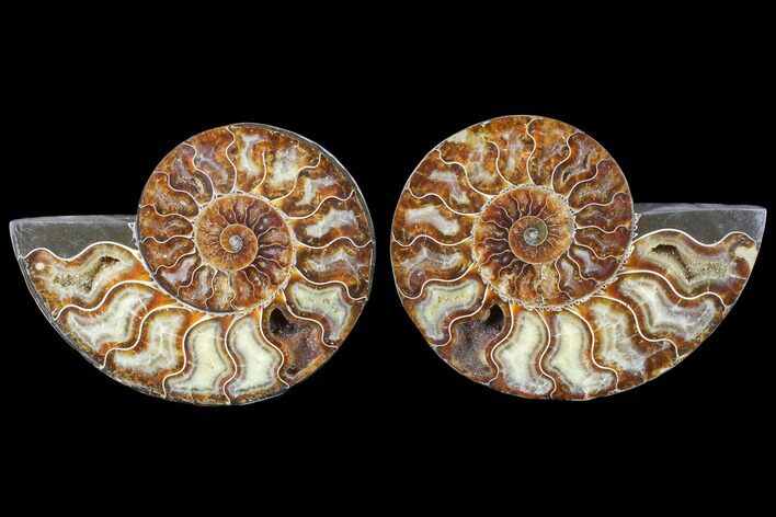 Cut & Polished Ammonite Fossil - Agatized #79700